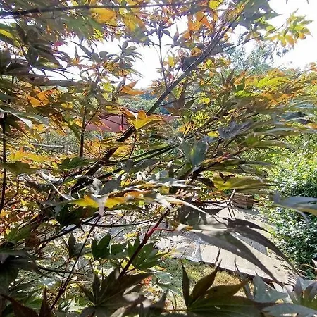 123 La Casa Nel Bosco *