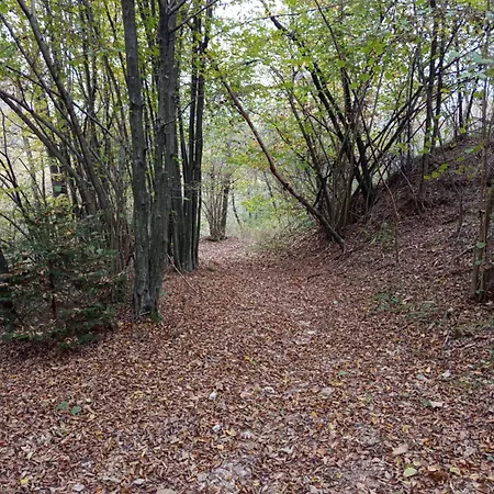 123 La Casa Nel Bosco
