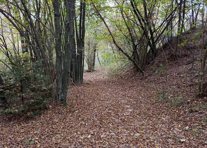 123 La Casa Nel Bosco